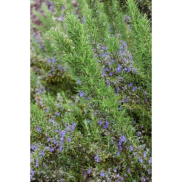 Rosmarinus Officinalis Seven Seas Rosmarin Ca. 11x11 cm Topf günstig online kaufen