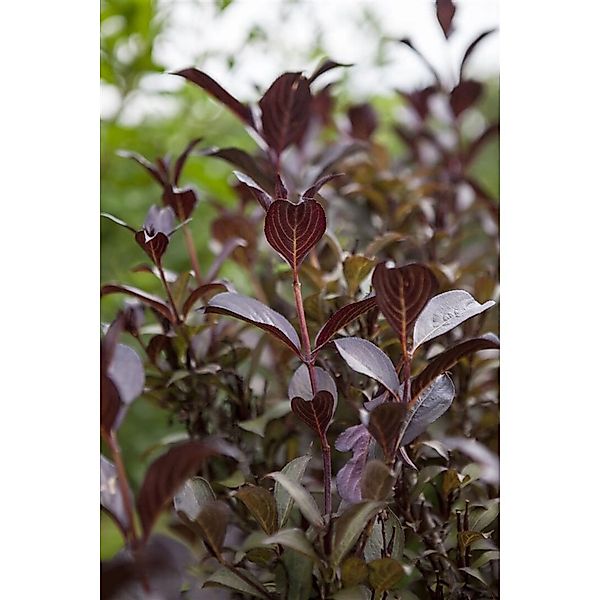 Weigela Florida Weigelie 60-80 cm günstig online kaufen