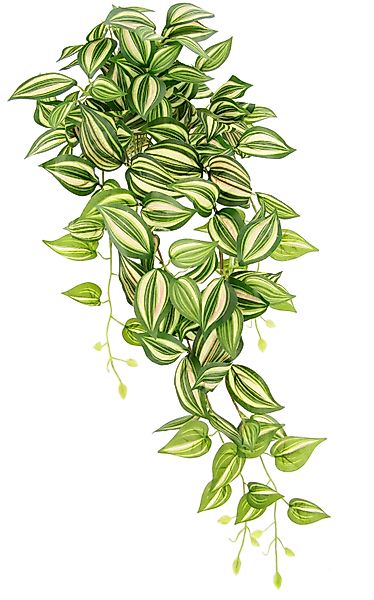 Kunstpflanze Tradeskantie, I.GE.A., Höhe 80 cm, günstig online kaufen