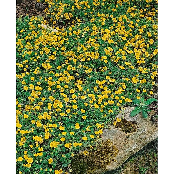 Potentilla Crantzii Alpen Fingerkraut Ca. 9x9 cm Topf günstig online kaufen