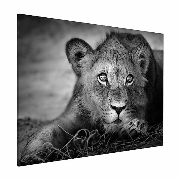 Magnettafel - Querformat 4:3 Lurking Lionbaby günstig online kaufen