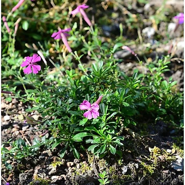 Leimkraut Splendens - Silene schafta günstig online kaufen