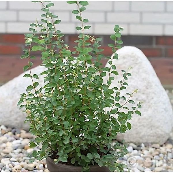Amethystbeere Amethyst 100-125cm - Symphoricarpos doorenbosii günstig online kaufen