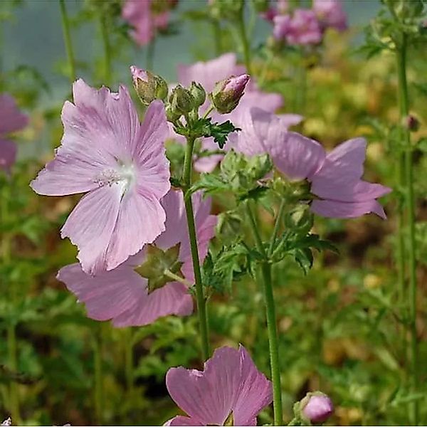 Rosen Malve - Malva alcea günstig online kaufen