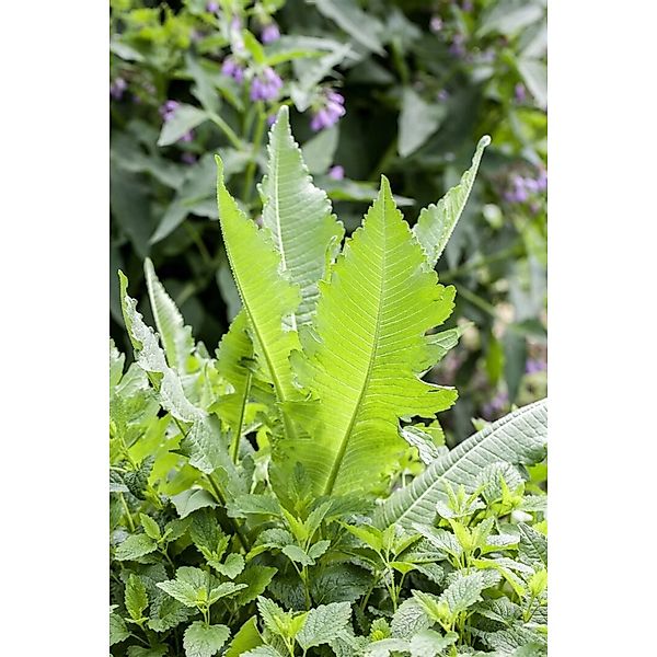 Dipsacus Sativus Weberkarde Ca. 9x9 cm Topf günstig online kaufen