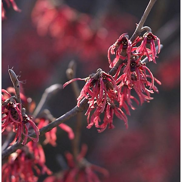 Zaubernuß Amethyst 30-40cm - Hamamelis intermedia günstig online kaufen