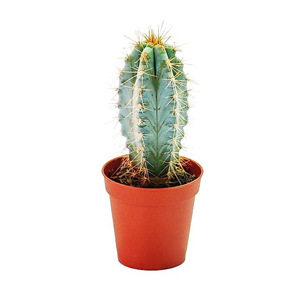 Exotenherz Pilosocereus Azureus Kleine Pflanze im 5,5cm Topf günstig online kaufen