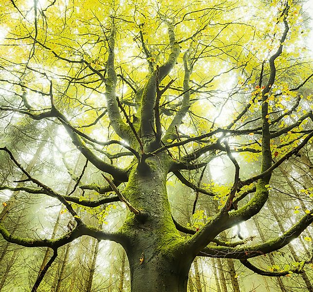 Vlies Fototapete Der Traumbaum 300x280 cm günstig online kaufen