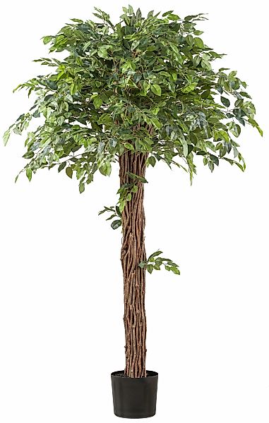 Creativ green Kunstpflanze "Ficus benjamina", mit lianenartigem Stamm günstig online kaufen