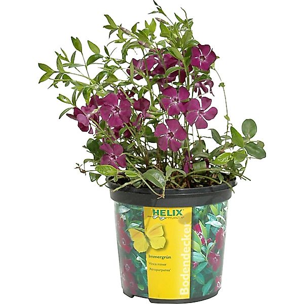 Jungfernkraut Atropurpurea Topf-Ø ca. 13 cm Vinca minor Atropurpurea günstig online kaufen