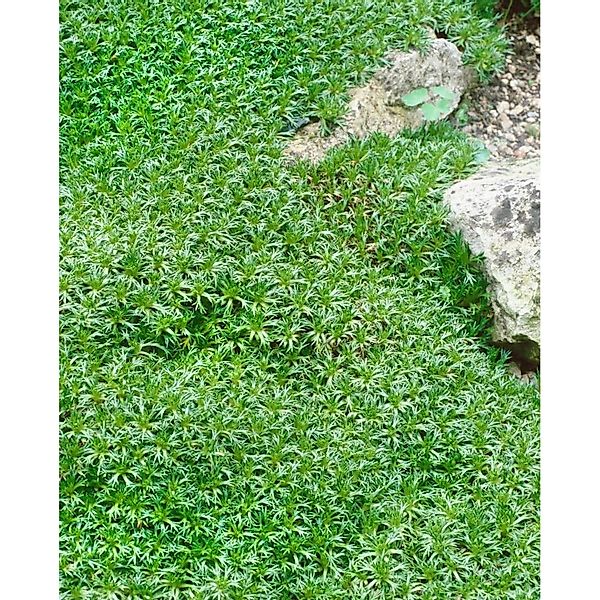 Azorella Trifurcata Polsterpflanze Ca. 9x9 cm Topf Immergrün günstig online kaufen