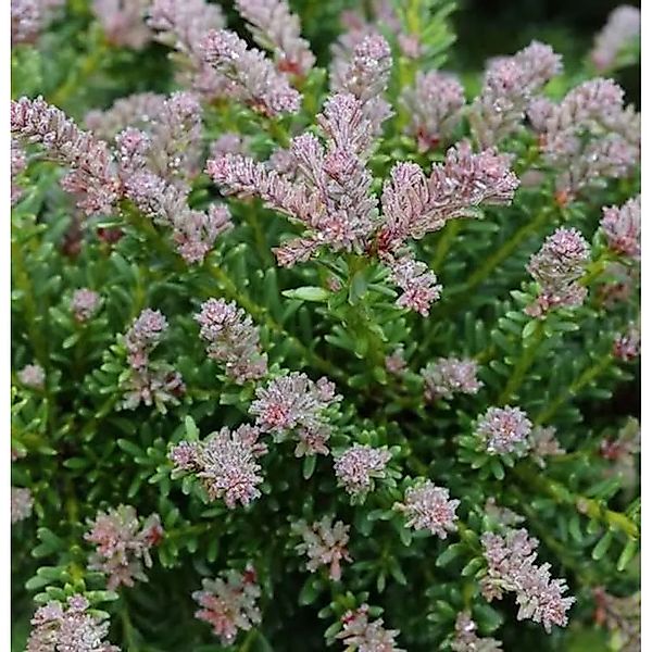 Rottriebige Australische Stein Eibe 25-30cm - Podocarpus,awrencei günstig online kaufen