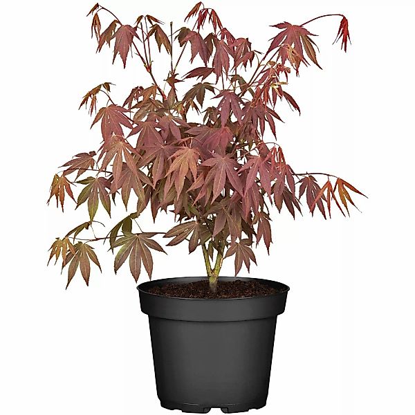 Fächerahorn Bloodgood Höhe ca. 40 - 50 cm Topf ca. 3 l Acer günstig online kaufen