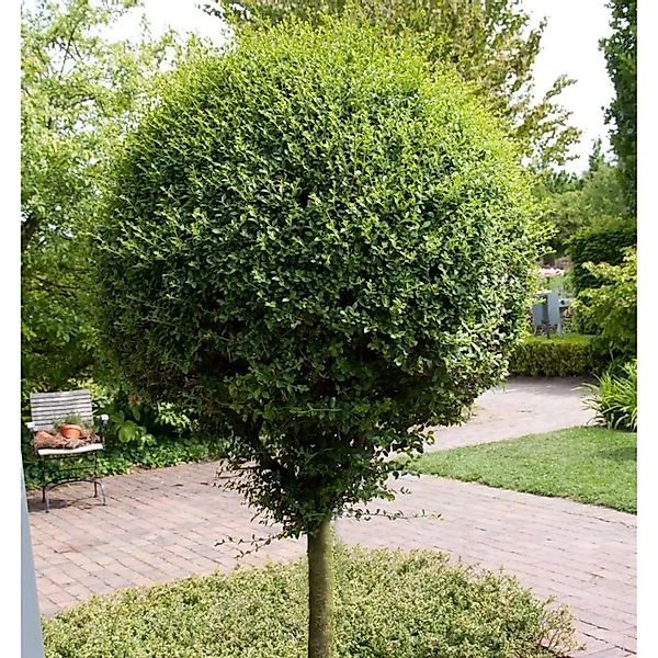 Hochstamm Kugel-Liguster 80-100cm - Ligustrum delavayanum günstig online kaufen