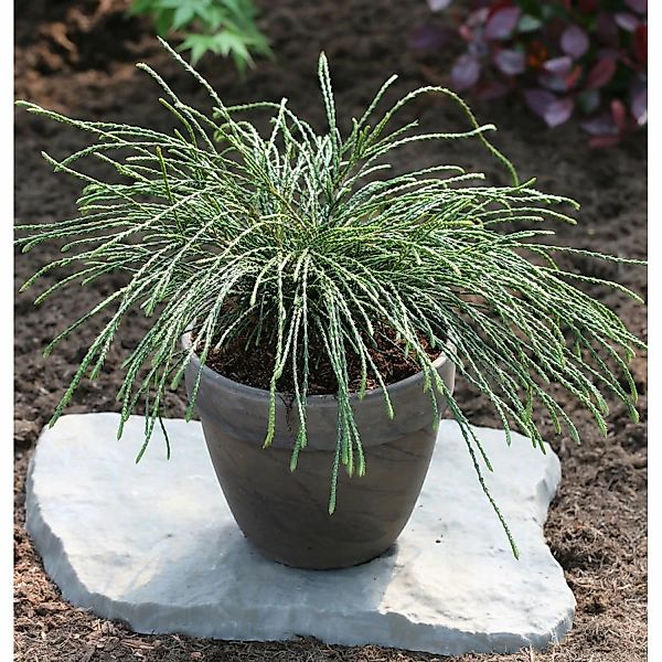 Faden Lebensbaum Whipcord 25-30cm - Thuja plicata günstig online kaufen