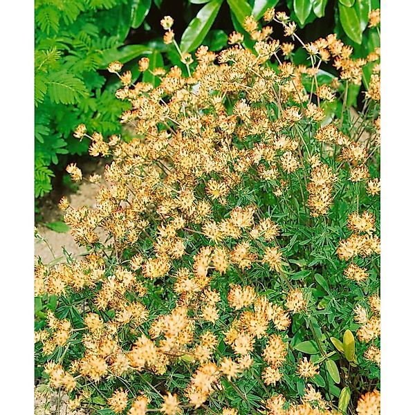 Anthyllis Vulneraria Wundklee Ca. 9x9 cm Topf günstig online kaufen