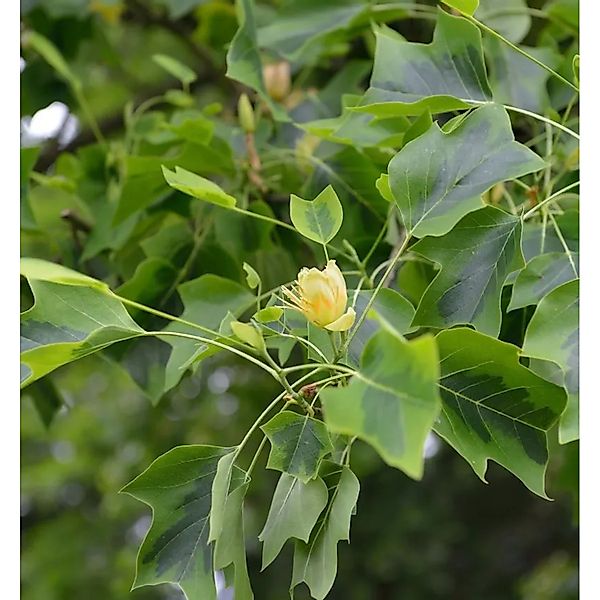 Amerikanischer Tulpenbaum Aureomarginata 125-150cm - Liriodendron tulipifer günstig online kaufen