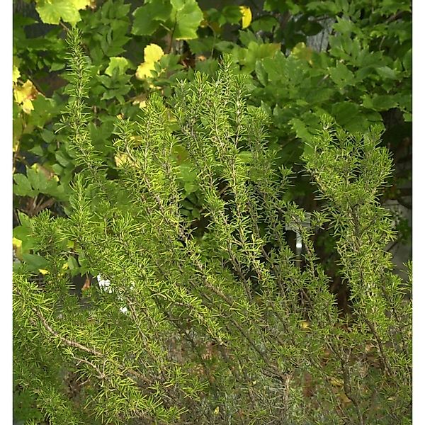 Rosmarin Weihenstephan - Rosmarinus officinalis günstig online kaufen