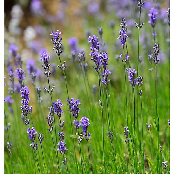 Echter Lavendel Dwaf Blue - Lavandula angustifolia günstig online kaufen