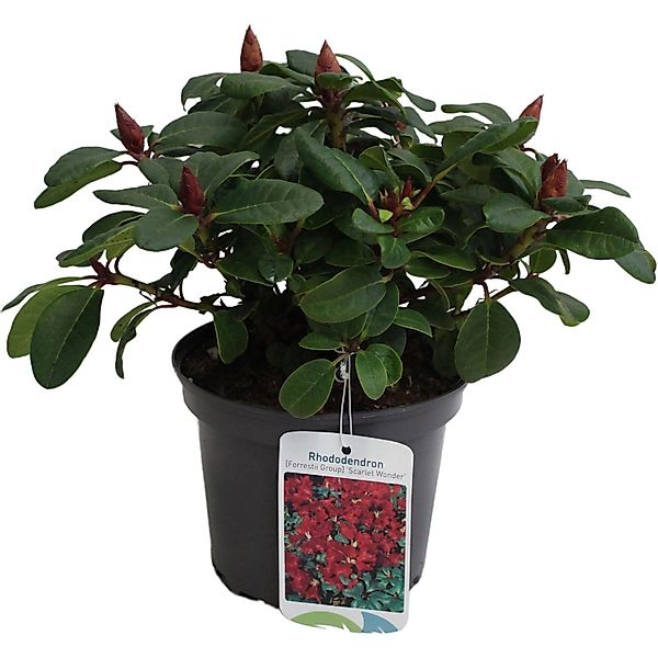 Zwerg-Rhododendron Scarlet Wonder Rot Höhe ca. 20 - 25 cm Topf ca. 2 l günstig online kaufen