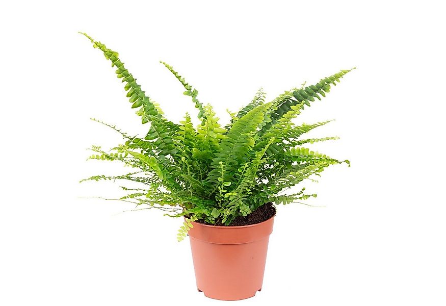 Flowerbox Zimmerpflanze Schwertfarn "Green Lady" - Nephrolepis, - Höhe ca. günstig online kaufen