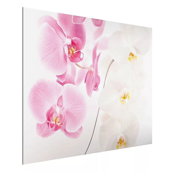 Alu-Dibond Bild Blumen - Querformat 4:3 Delicate Orchids günstig online kaufen