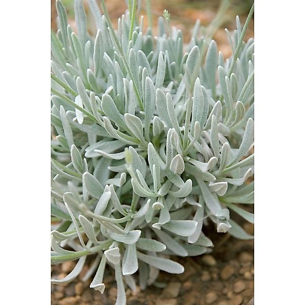Lavandula Latifolia Speiklavendel Ca. 9x9 cm Topf günstig online kaufen