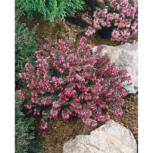 Erica Carnea Myretoun Ruby Schneeheide 15-20 cm günstig online kaufen