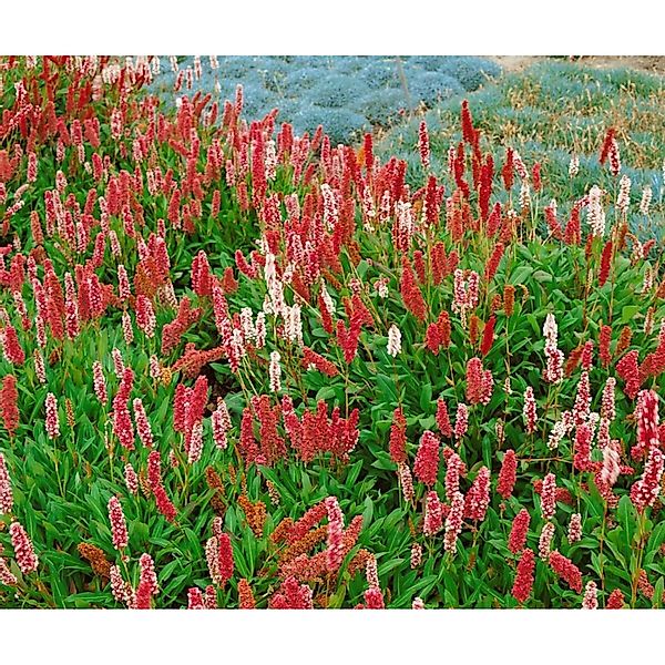 Bistorta Affinis Darjeeling Red Teppichknöterich Rot Ca. 9x9 cm Topf günstig online kaufen