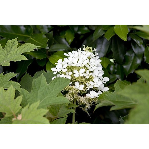 Hydrangea Quercifolia Eichenblatthortensie 60–80 cm günstig online kaufen