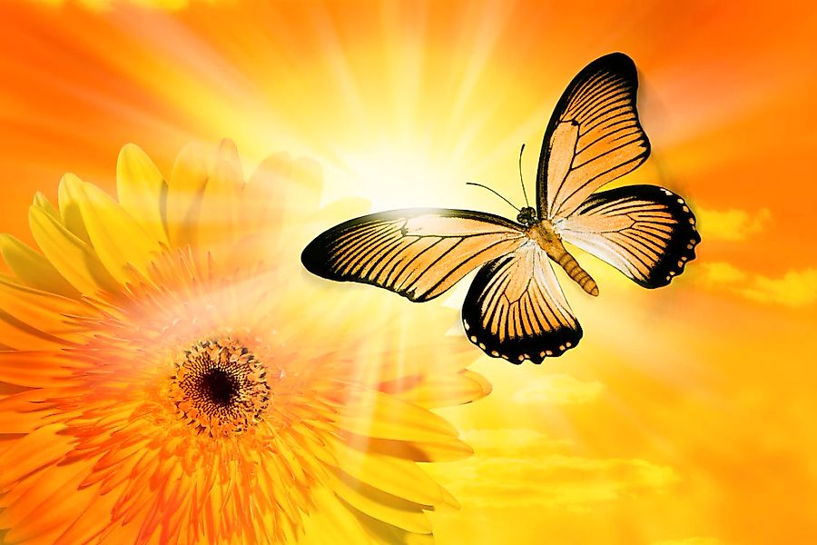 Papermoon Fototapete "Schmetterling" günstig online kaufen