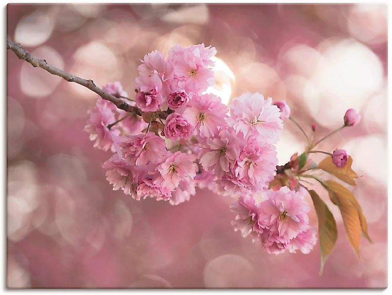 Artland Wandbild "Japanische Kirschblüte in Love III", Blumen, (1 St.) günstig online kaufen