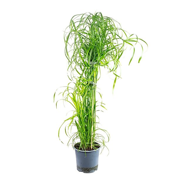 Flowerbox Zimmerpflanze Zyperngras - Cyperus alternifolius, pflegeleicht - günstig online kaufen