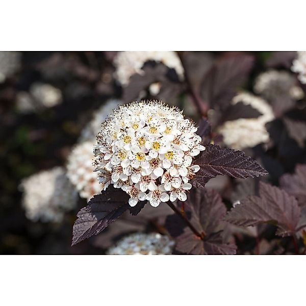 Physocarpus Opulifolius Summer Wine Blasenspiere Rotlaubig 40–60 cm günstig online kaufen