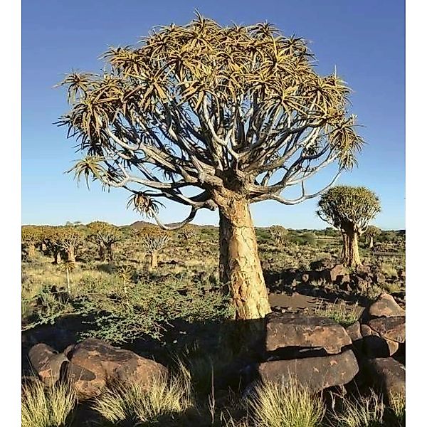 Fototapete NAMIBIA  | MS-3-0103 | Braun | Digitaldruck auf Vliesträger günstig online kaufen
