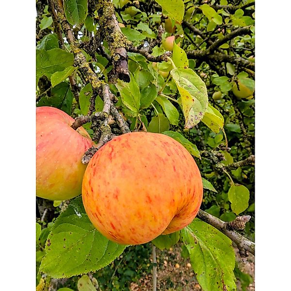 Apfel Dülmener Rosenapfel 100 - 120 cm Malus domestica günstig online kaufen