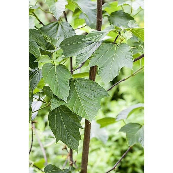 Acer Capillipes Schlangenhaut-Ahorn 60–100 cm günstig online kaufen