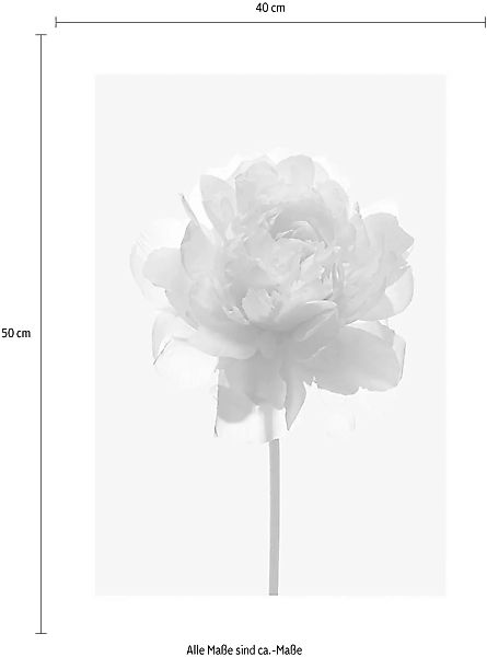 Komar Poster "Rose", Blumen, (1 St.) günstig online kaufen