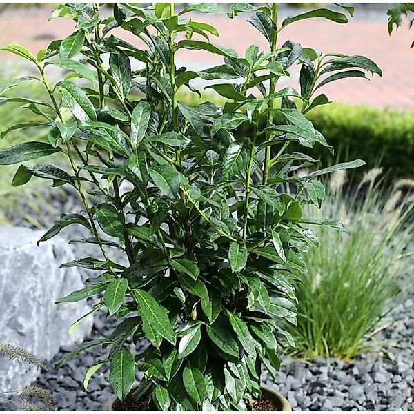 Kirschlorbeer Antonius 40-60cm - Prunus,aurocerasus günstig online kaufen