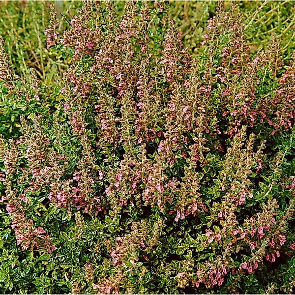 Teucrium Chamaedrys Nanum Gamander Ca. 9x9 cm Topf günstig online kaufen