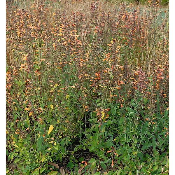 Duftnessel Sunset Tango - Agastache aurantiaca günstig online kaufen