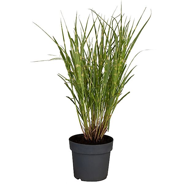 GROW by OBI Chinaschilf Strictus Braun Topf-Ø ca. 22 cm Miscanthus günstig online kaufen