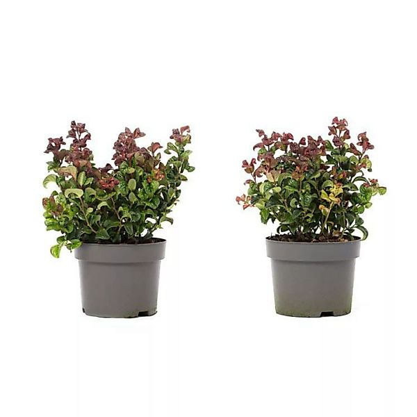OH2 | Set mit 2 Pflanzen Curly Red günstig online kaufen