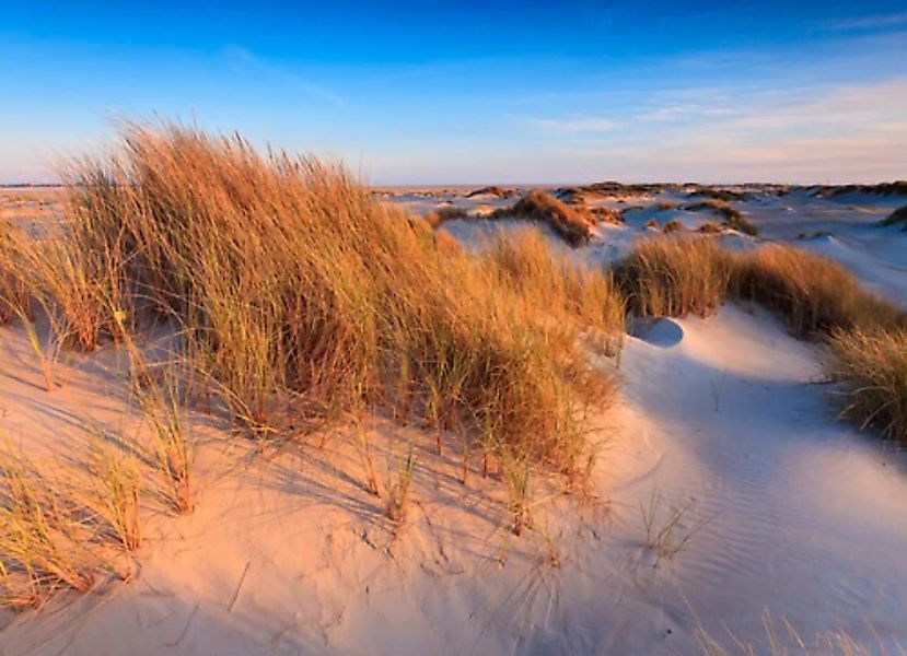 Papermoon Fototapete »Dunes Grass« günstig online kaufen