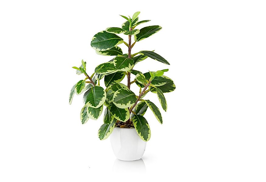 Kunstpflanze Tropische Kunstpflanzen wie echt in weißen Keramiktöpfen, Kuns günstig online kaufen