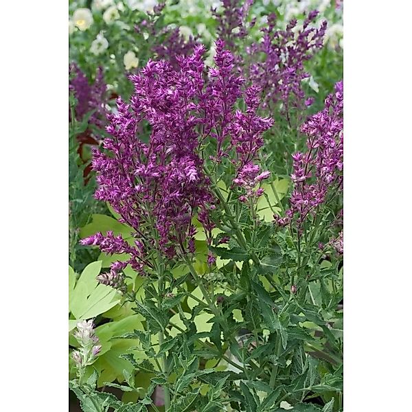 Pflanzen für Dich Staude Salvia nemorosa Schwellenburg, 1 St., Steppen-Salb günstig online kaufen