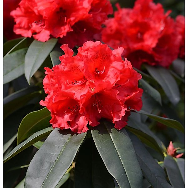 INKARHO - Großblumige Rhododendron Taurus 30-40cm - Alpenrose günstig online kaufen