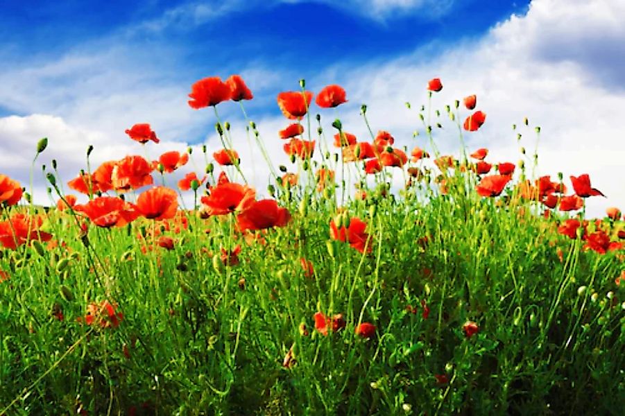 Papermoon Fototapete »Red Poppies« günstig online kaufen