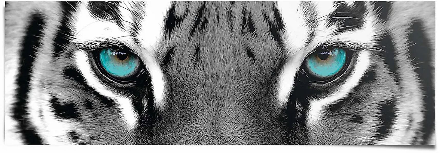 Reinders Poster "Sibirischer Tiger" günstig online kaufen