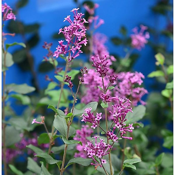 Edelflieder Bloomerang Dark Purple 100-125cm - Syringa günstig online kaufen